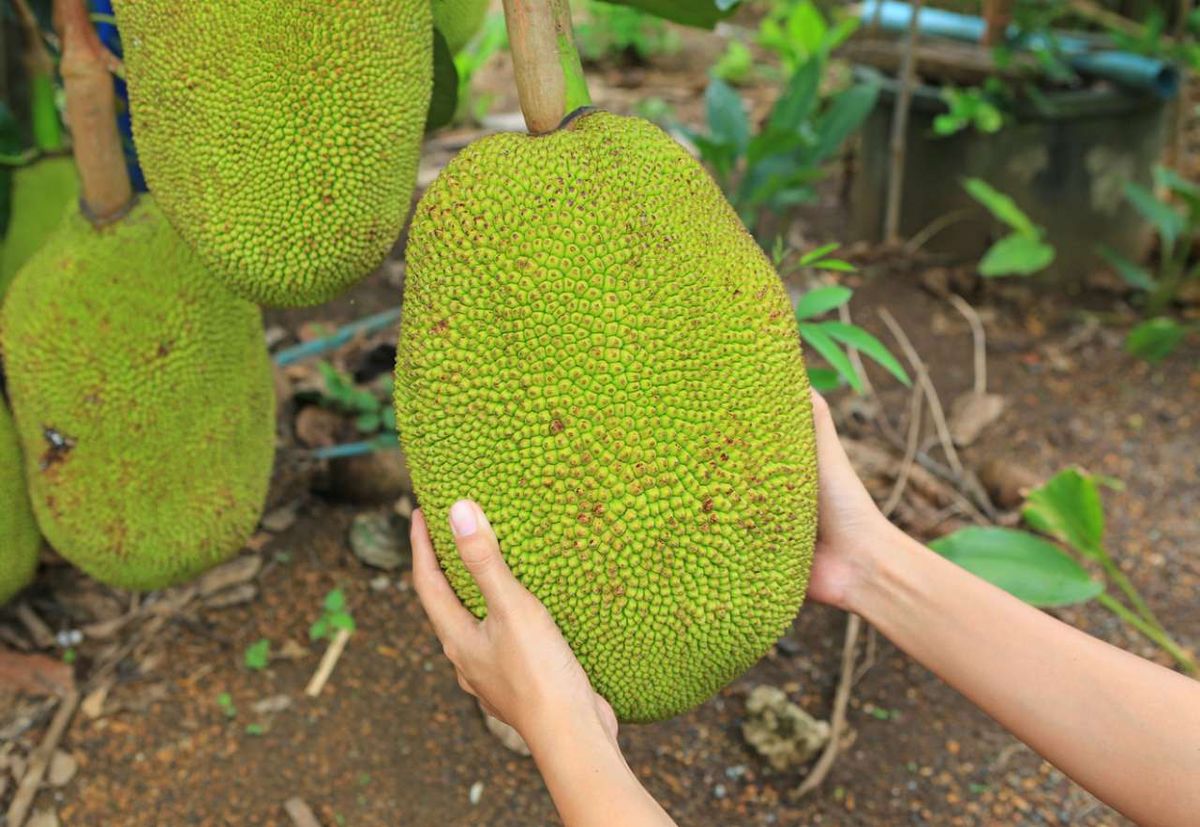 Ciertas frutas y hortalizas son realmente sorprendentes.