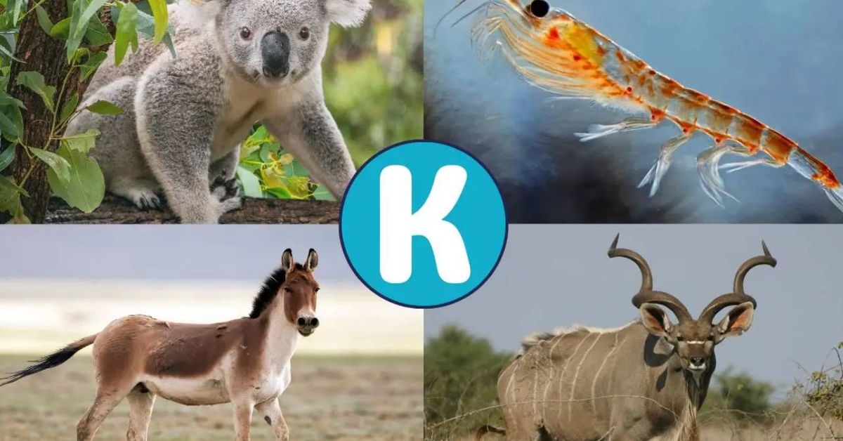 20 Animales que empiezan por K | con Fotos y Características
