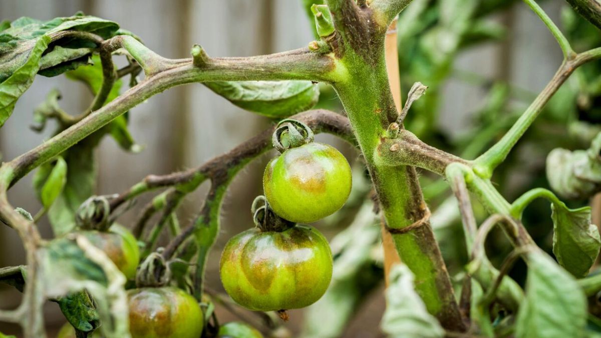 enfermedades tomate provocadas hongos