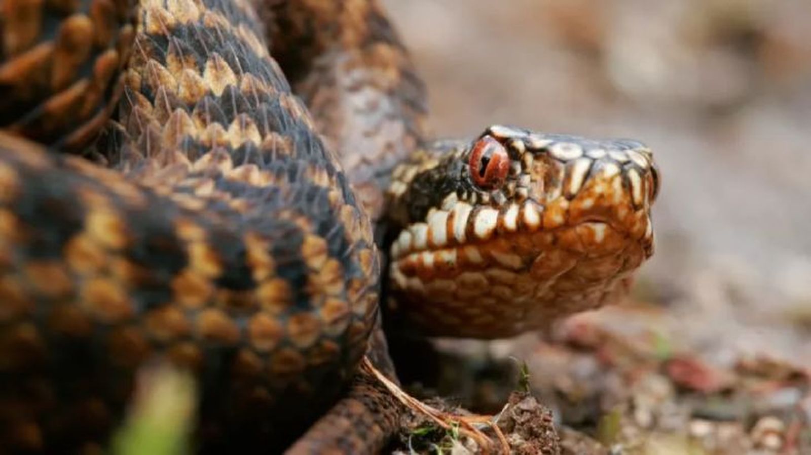 animales que empiezan por v vibora animales que empiezan por v vibora
