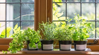 Las hierbas aromáticas serán tus grandes aliadas para purificar la cocina