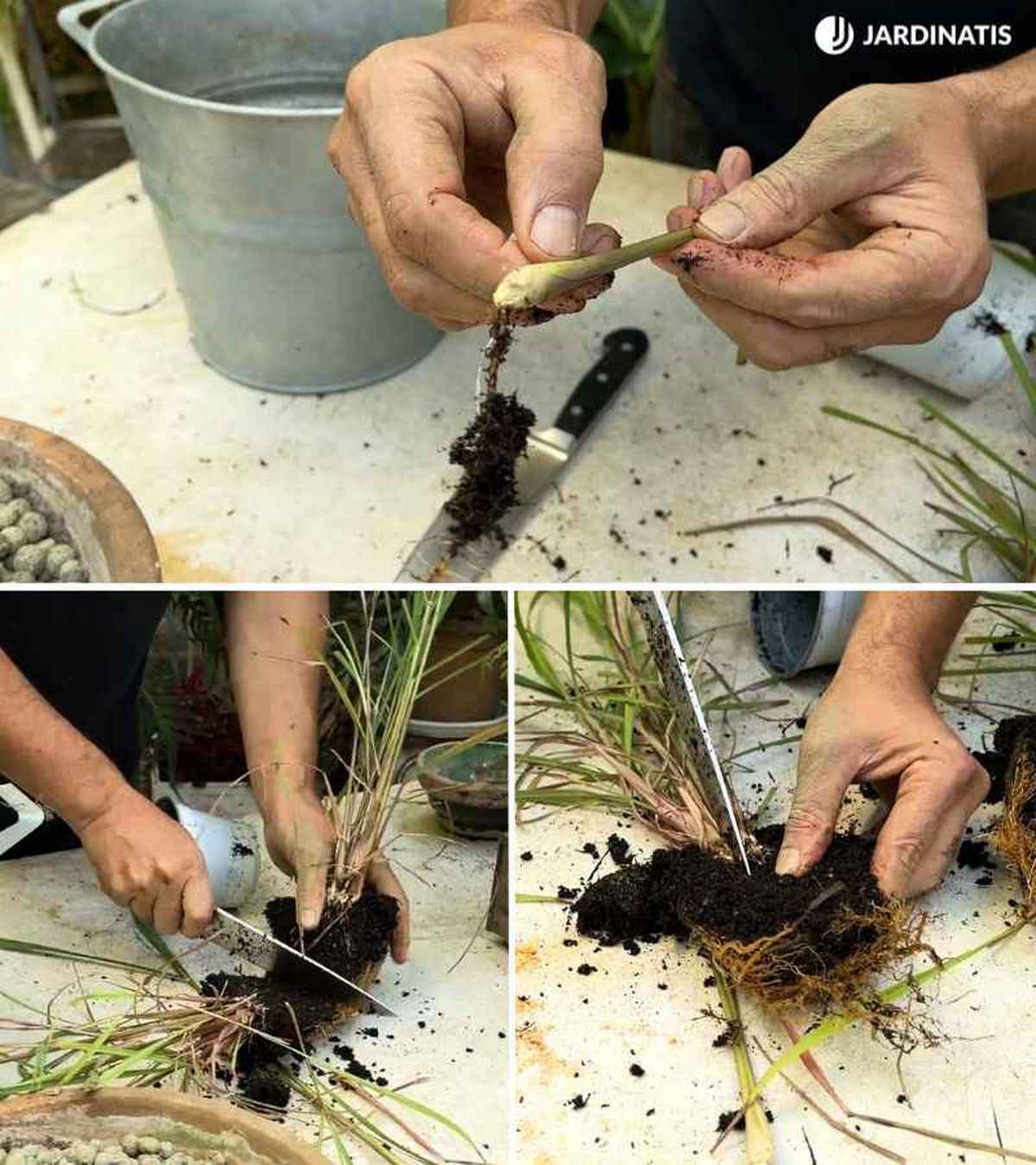 La reproducción de la citronela es muy sencilla