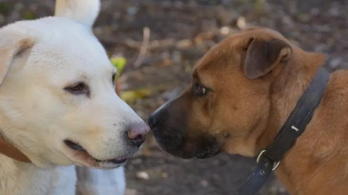 cuanto dura el celo de una perra 1