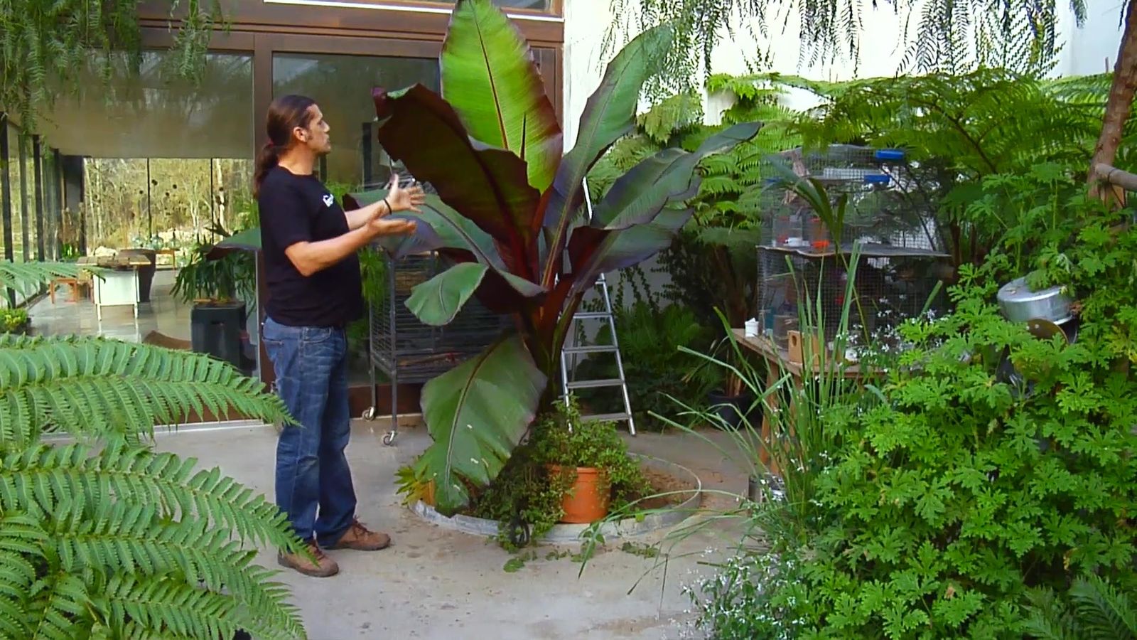 BRICO_JARDIN_857_Falso banano rojo xl