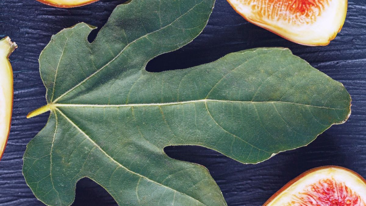 Hoja de higuera