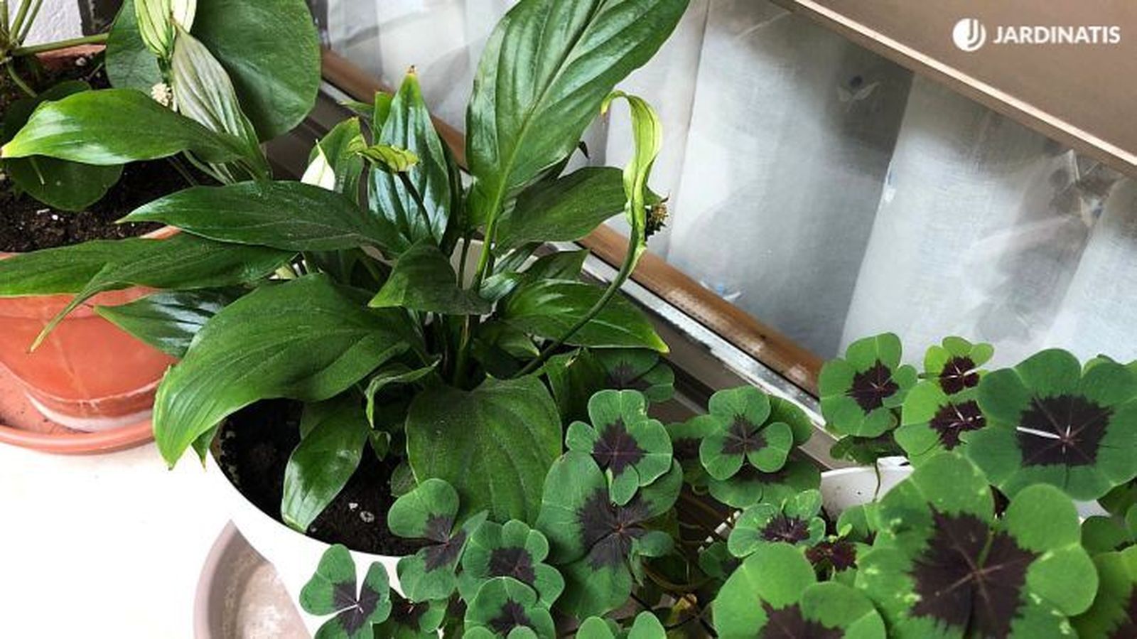 De izq. a drcha..: Pilea peperomioides, Spathiphyllum wallasii y Oxalis Tetraphylla De izq. a drcha..: Pilea peperomioides, Spathiphyllum wallasii y Oxalis Tetraphylla