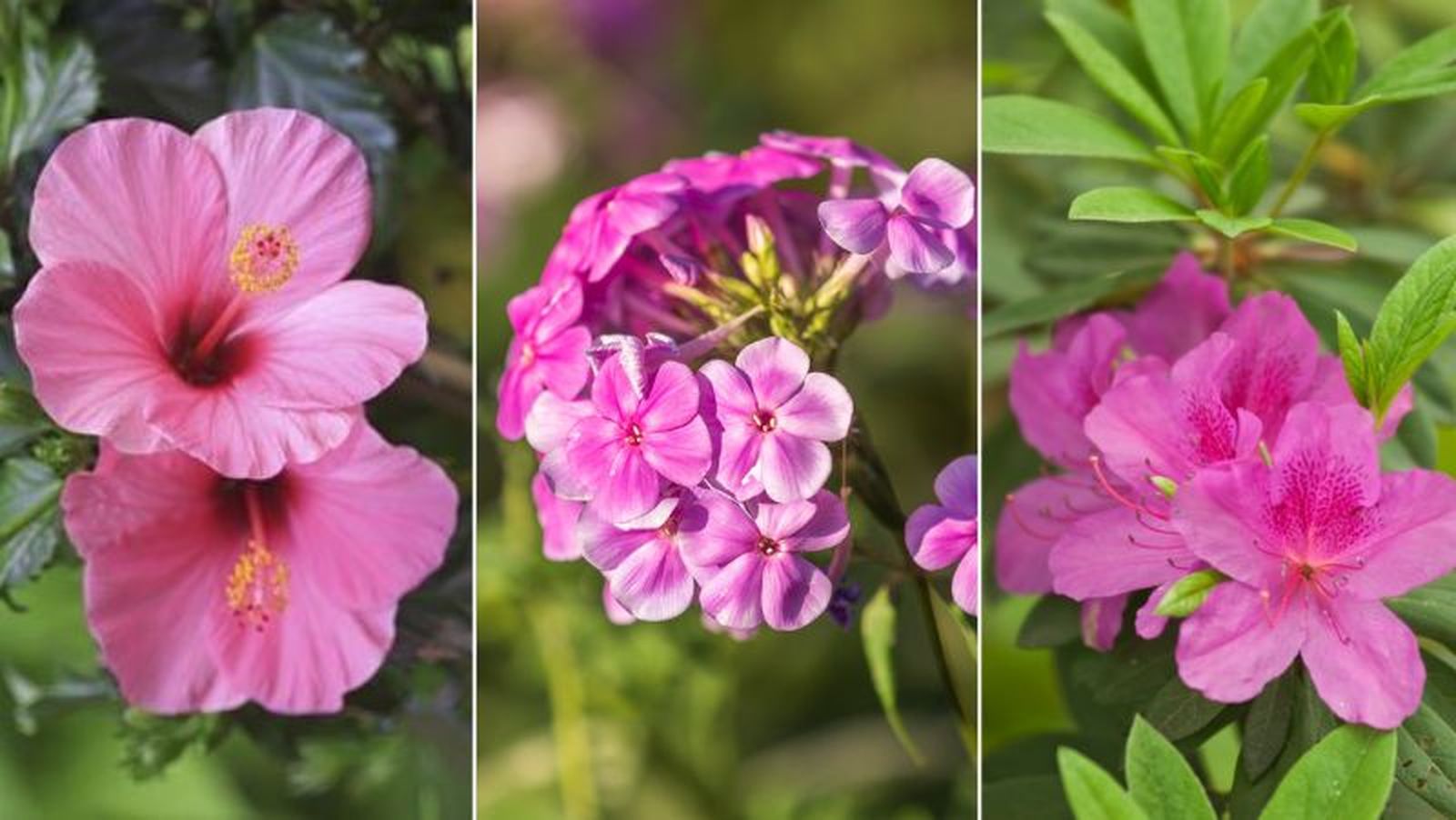 De izq. a drcha.: Rosa de China, Phlox paniculata y azalea De izq. a drcha.: Rosa de China, Phlox paniculata y azalea