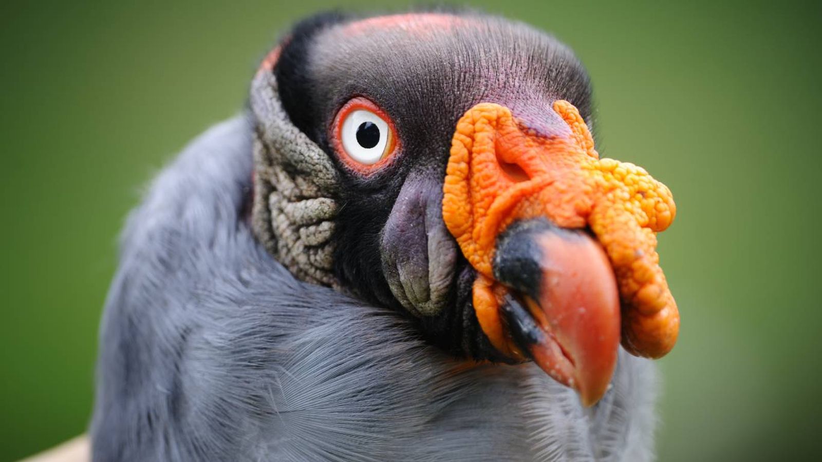 Existen más de 10.000 especies de aves a lo largo y ancho de todo el mundo.