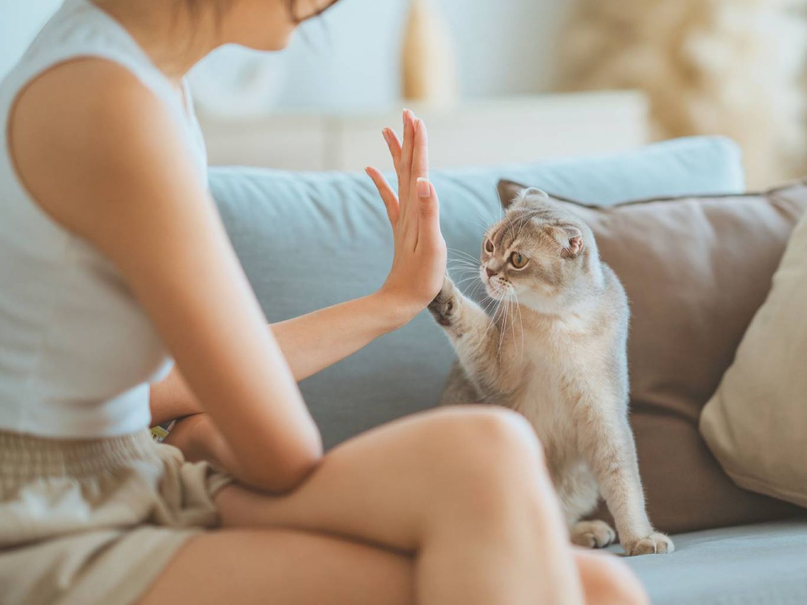 Gato chocando la pata. Gato chocando la pata.