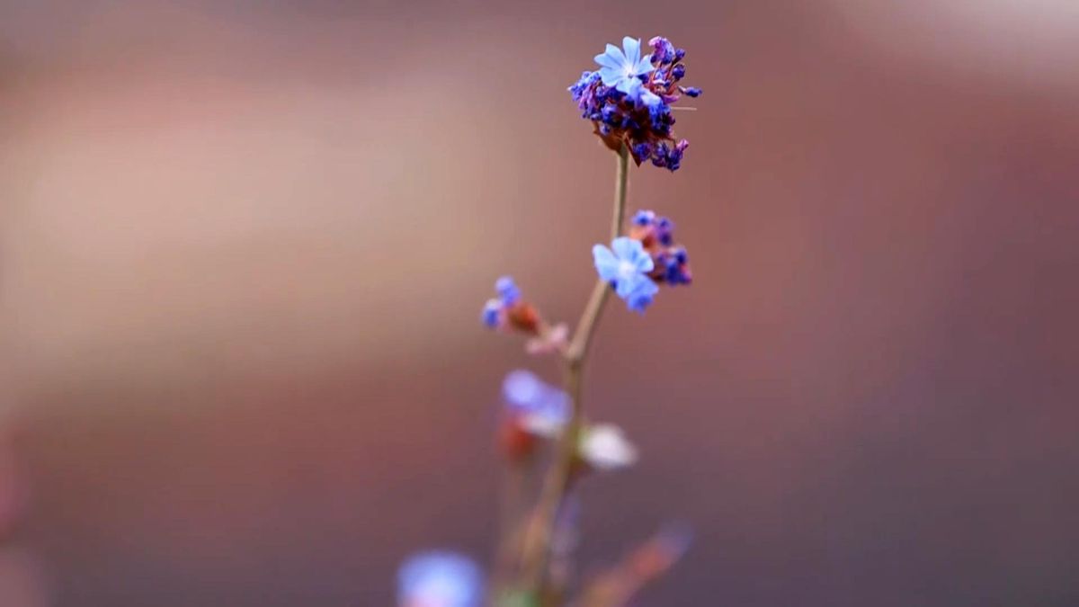 974 jardineria flor azul