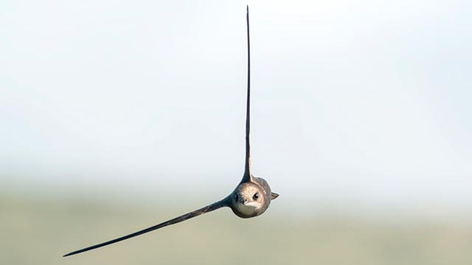 vencejo comun 5 volando vencejo comun 5 volando