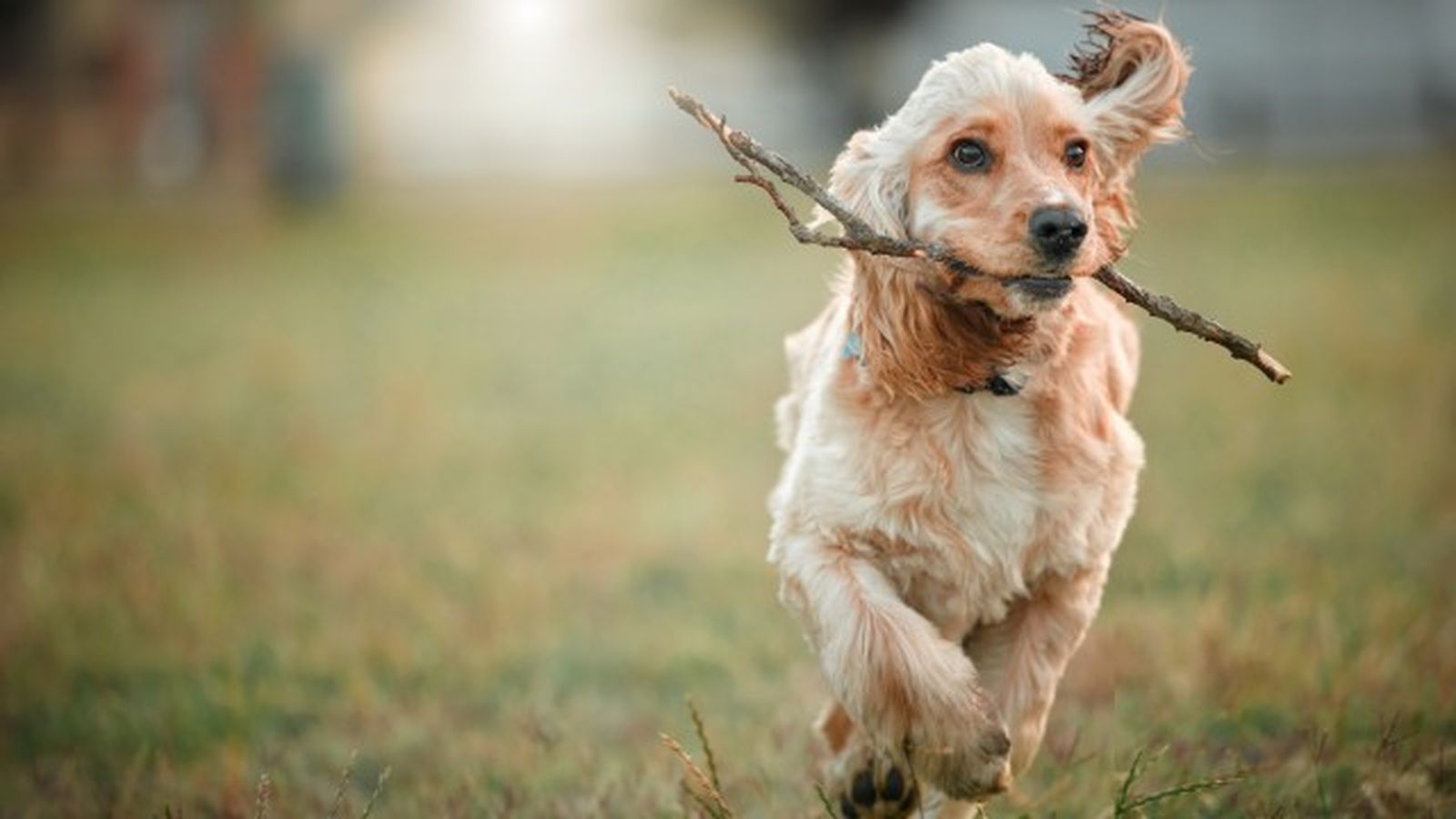 cocker spaniel 5 cocker spaniel 5