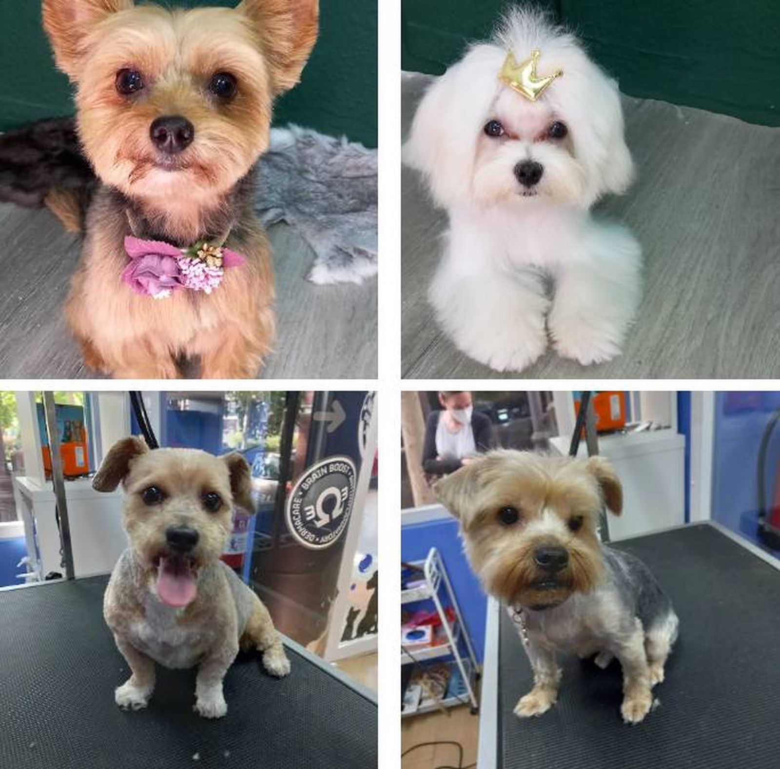 mejores peluquerias caninas de Madrid Lavakan mejores peluquerias caninas de Madrid Lavakan