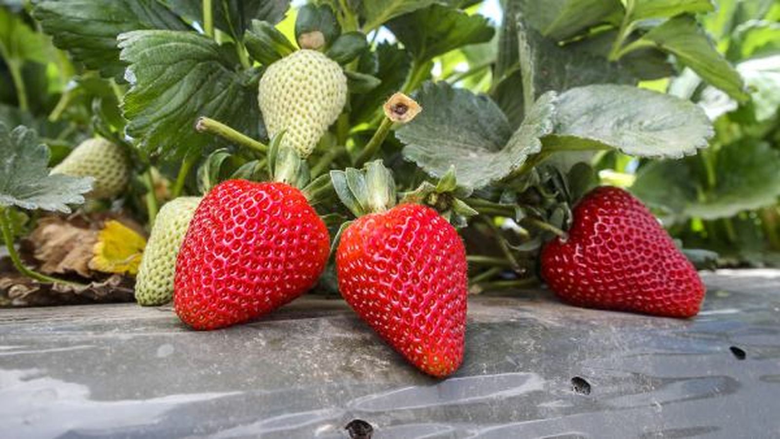 Diferencias entre fresa fresón