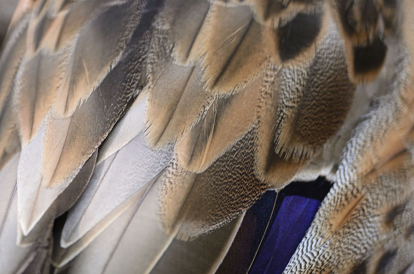 stop moda cruel plumas stop moda cruel plumas