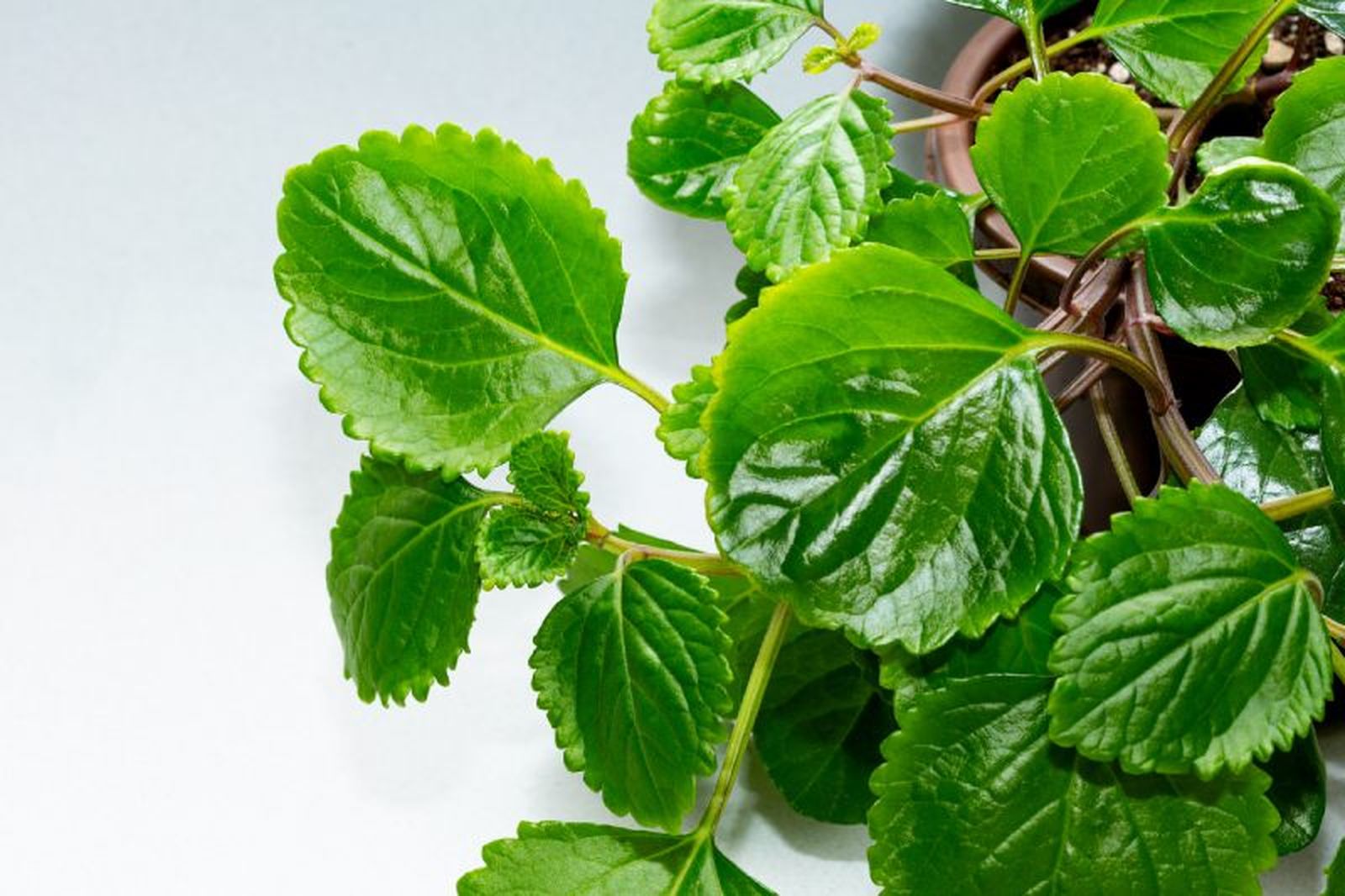 Planta del dinero. Planta del dinero.