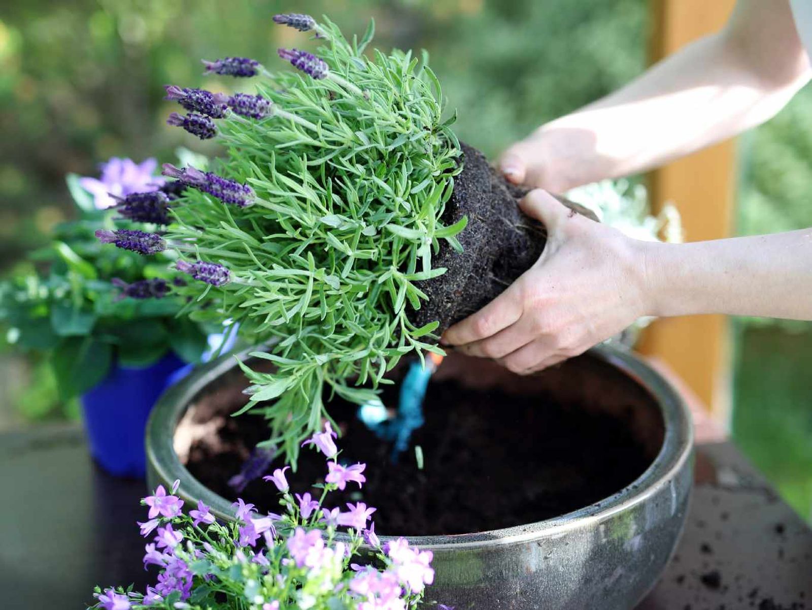 Lavanda.