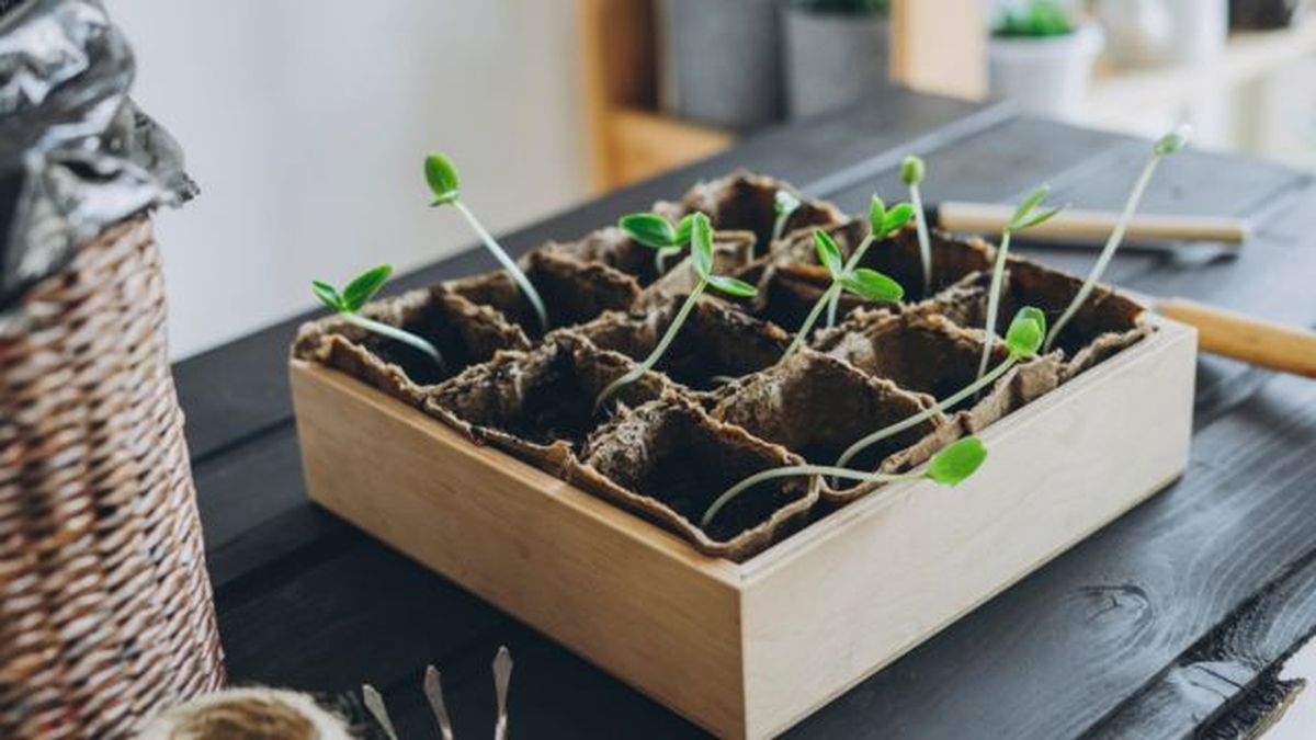 caja de vino para semilleros