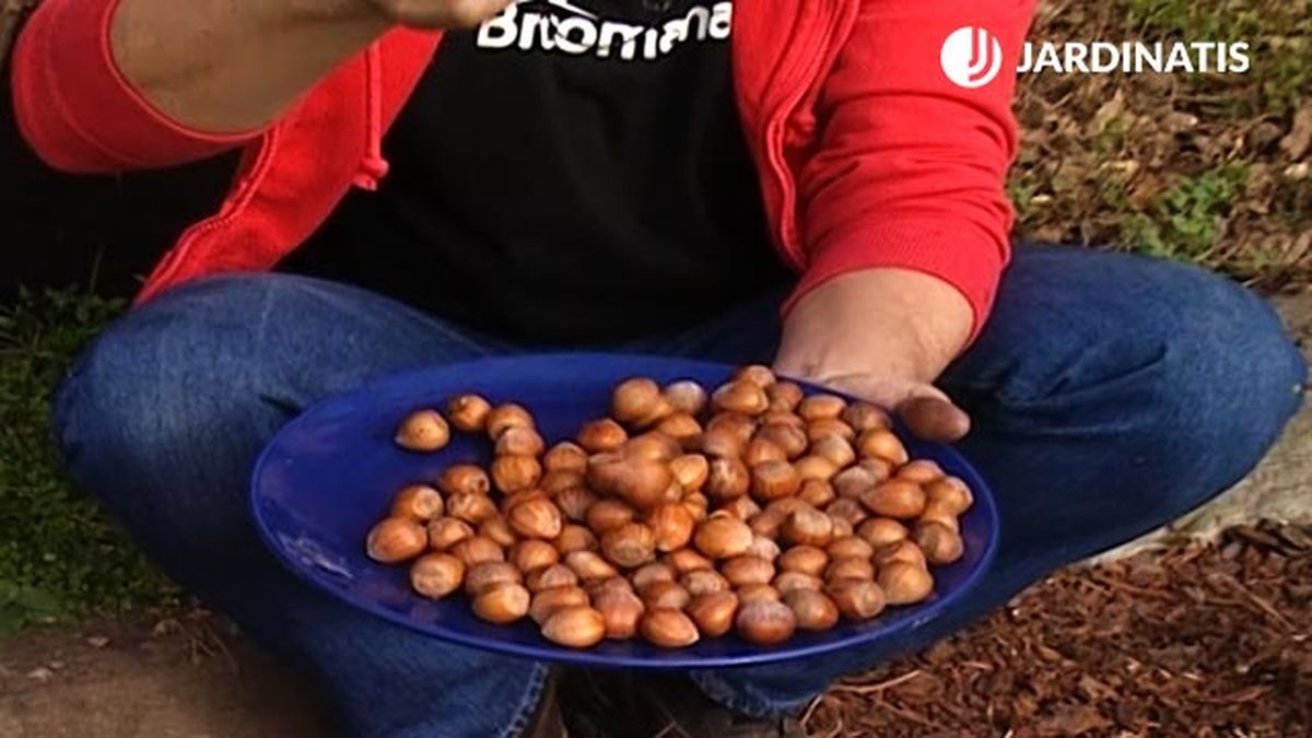 avellanas de avellano en el jardin brico 547 jardin