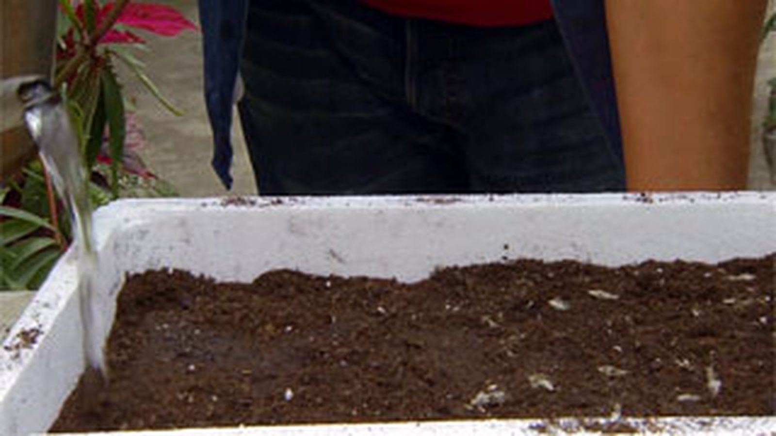 BRICO_JARDIN_883_Siembras con semillas otoñales paso 7