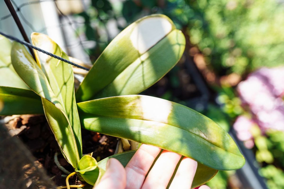Quemadura en orquídea