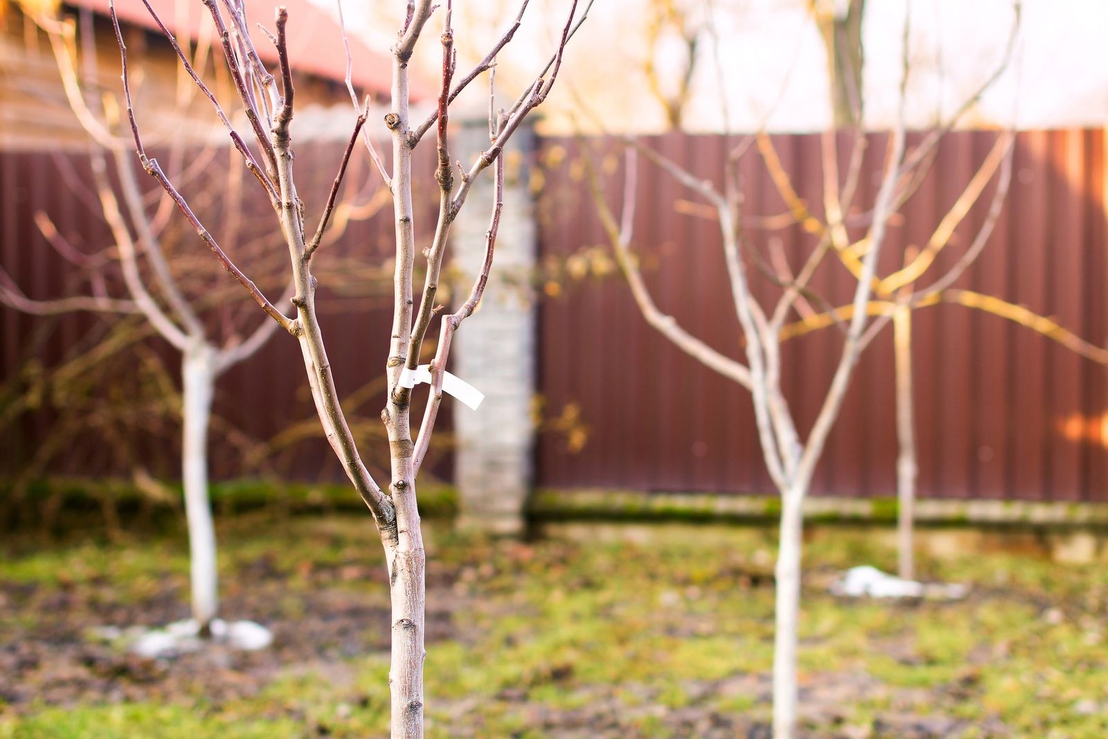 tareas jardin invierno arboles xl tareas jardin invierno arboles xl