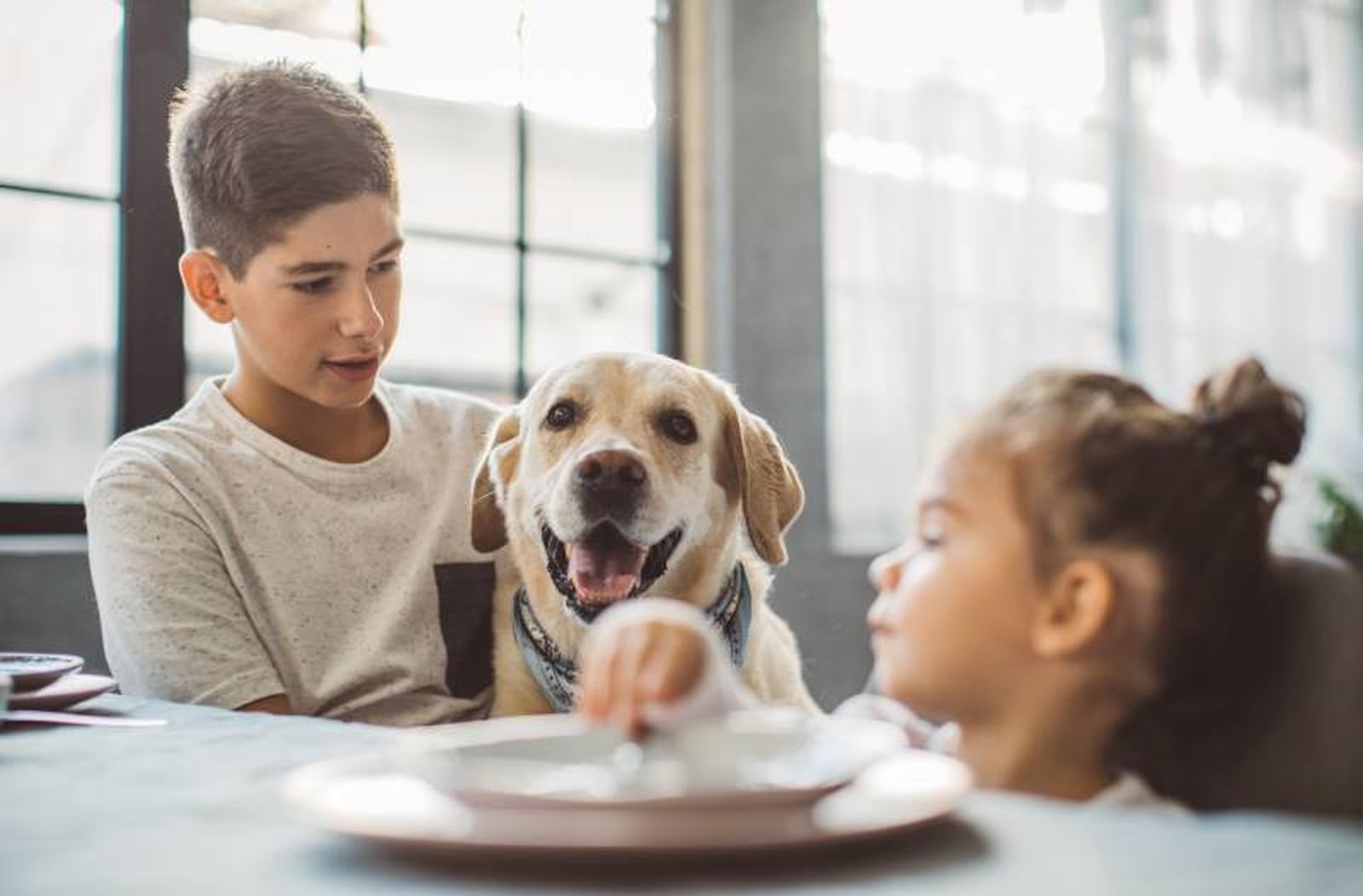 El Labrador Retriever destaca por su carácter sociable, adaptabilidad y facilidad de cuidado.