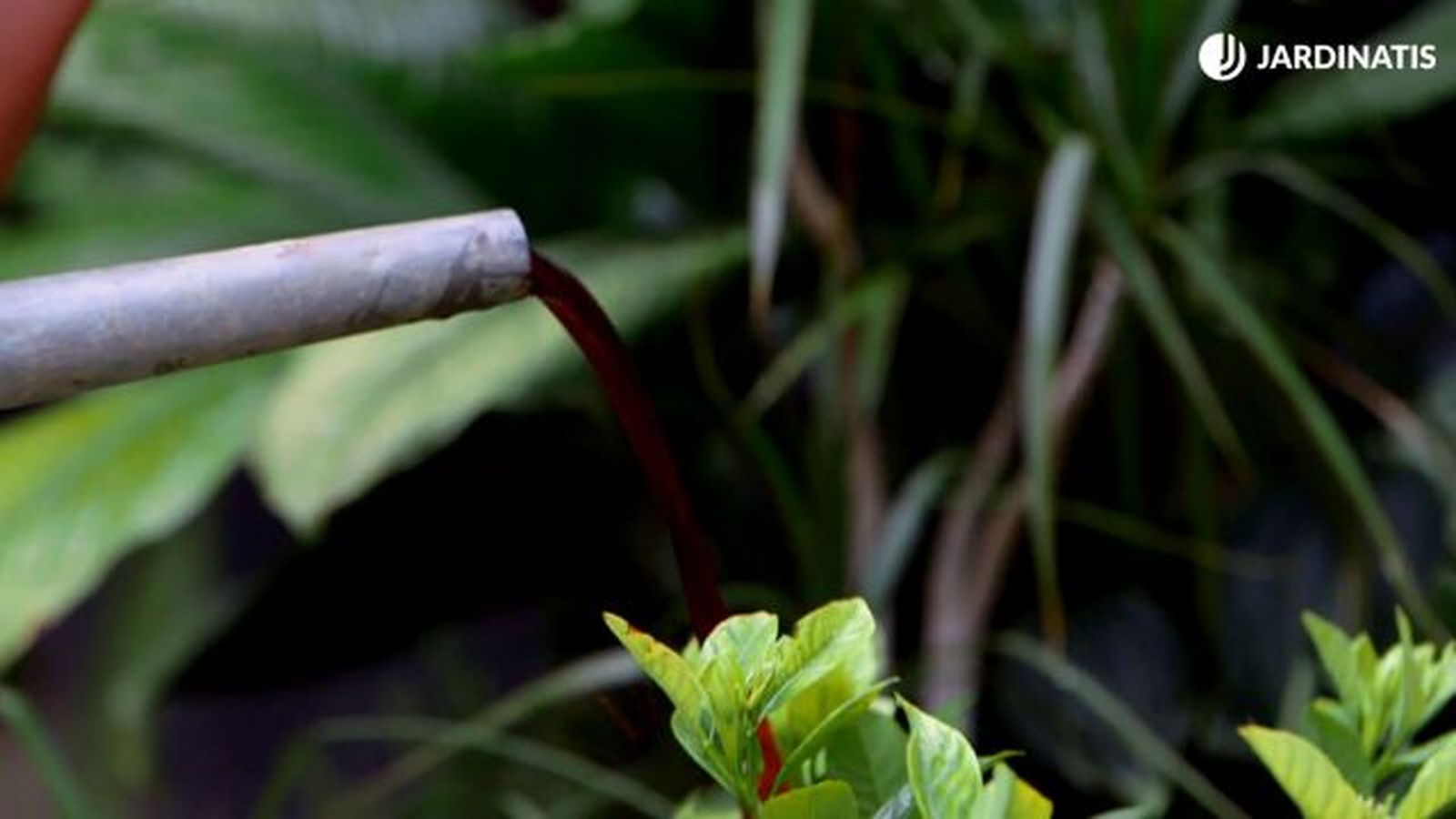 brico 921 hojas amarillas plantas falta nitrogeno solucion abono brico 921 hojas amarillas plantas falta nitrogeno solucion abono