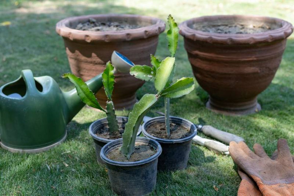 La planta de fruta del dragón se reproduce de forma fácil por esquejes