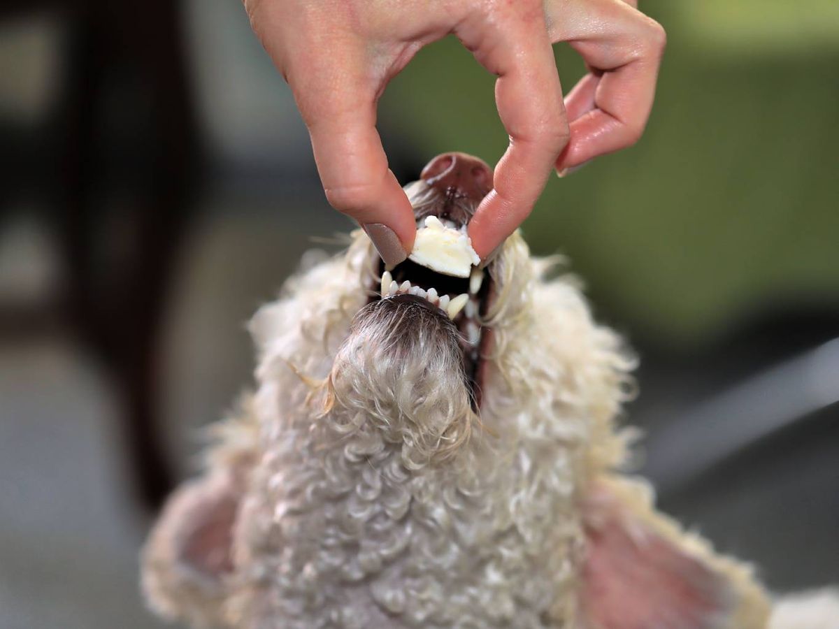 Es importante estar atento a algunos síntomas que pueden indicar intolerancia.