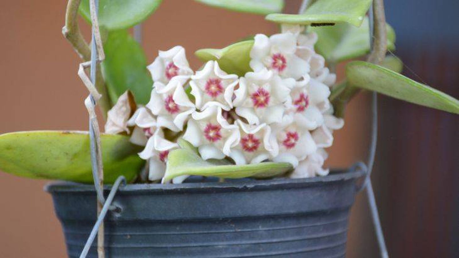 hoya carnosa en maceta colgante hoya carnosa en maceta colgante