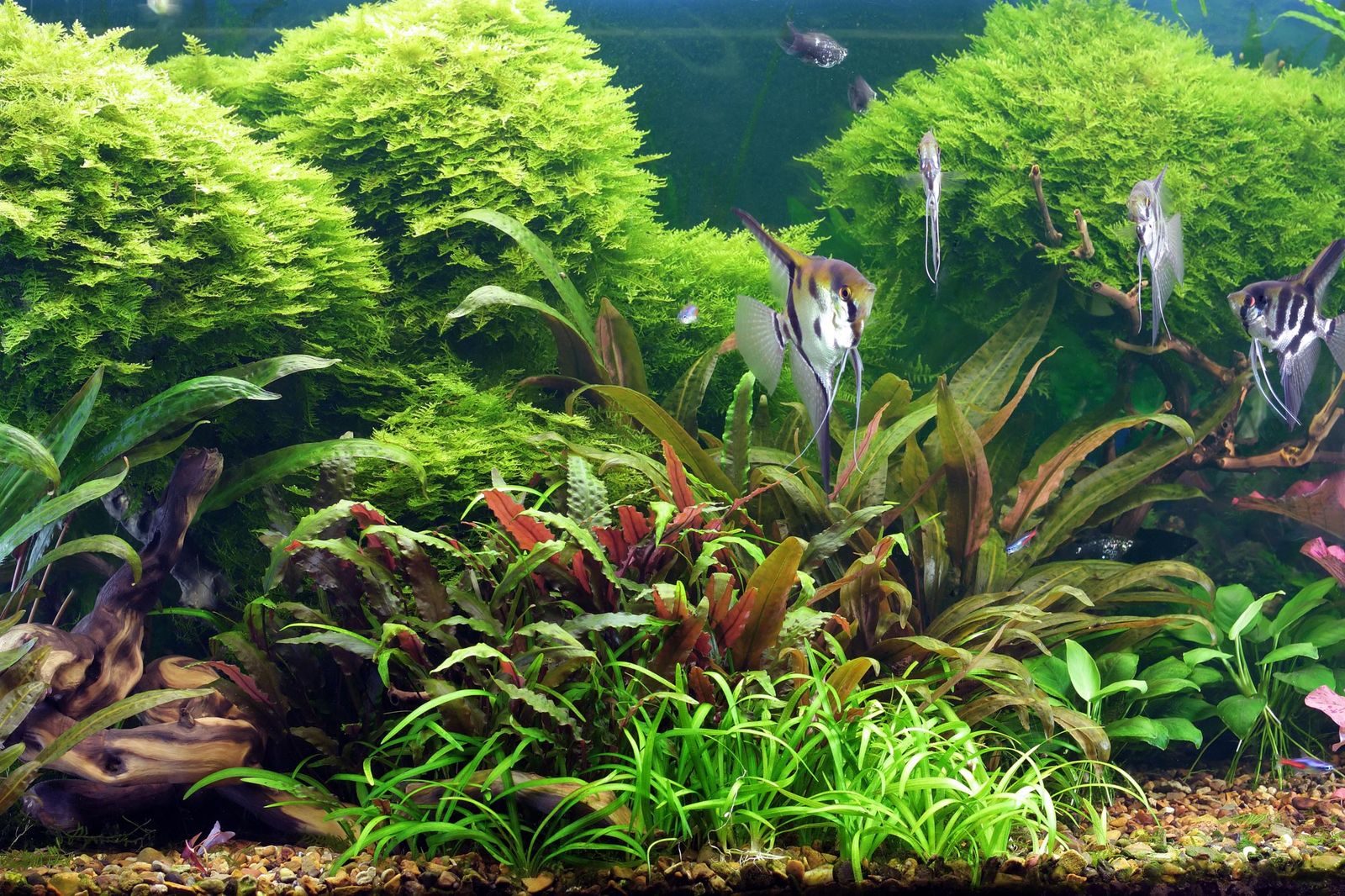 tipos acuario xl