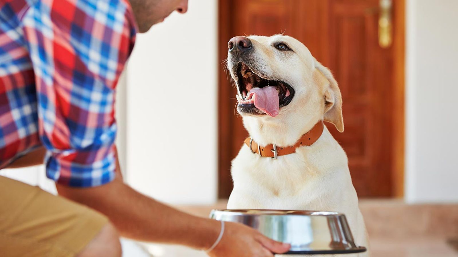 cantidad comida perros portada