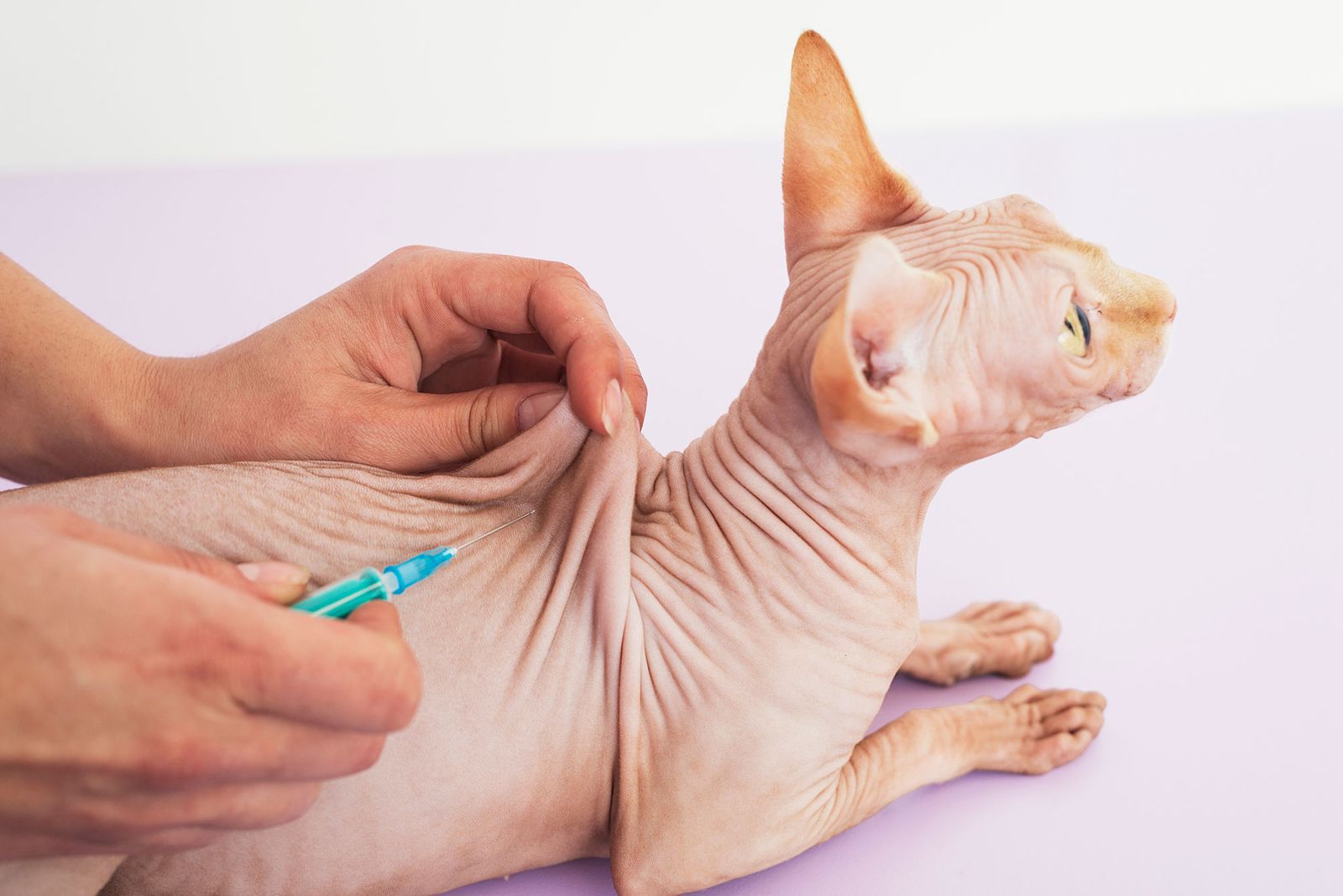 mascotas gatos raza esfinge vacunas 1280x720x80xX mascotas gatos raza esfinge vacunas 1280x720x80xX
