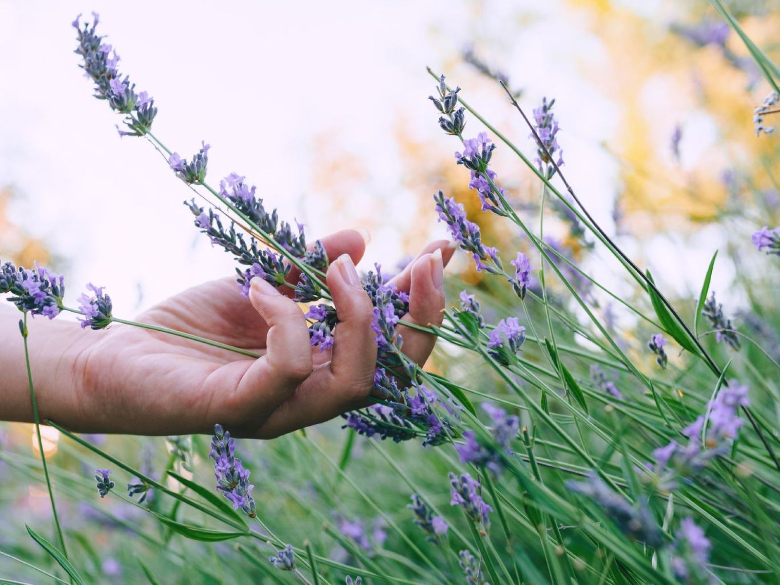 Tocar flores de lavanda.