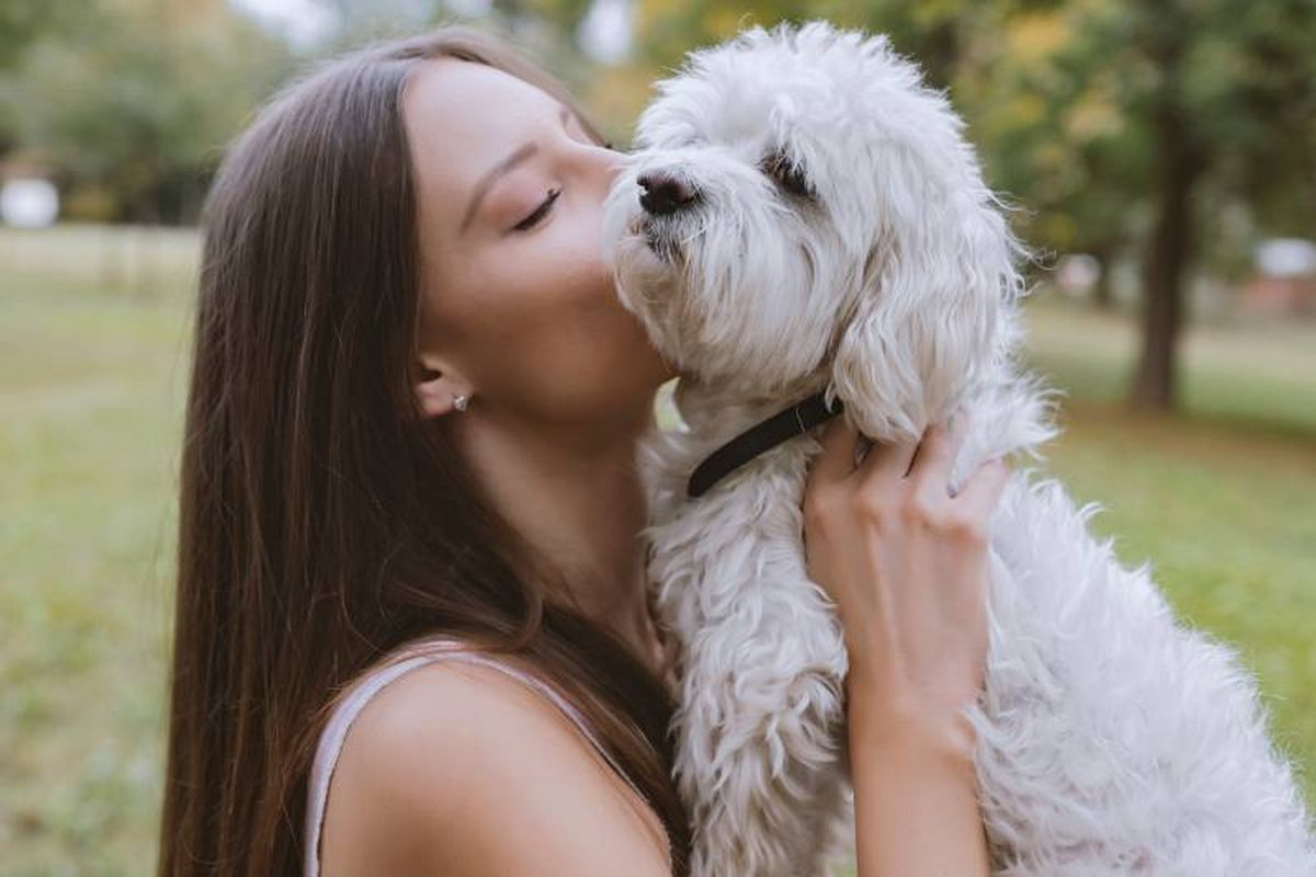 El bichón maltés fue reconocido como la raza de perro más cariñosa del mundo.