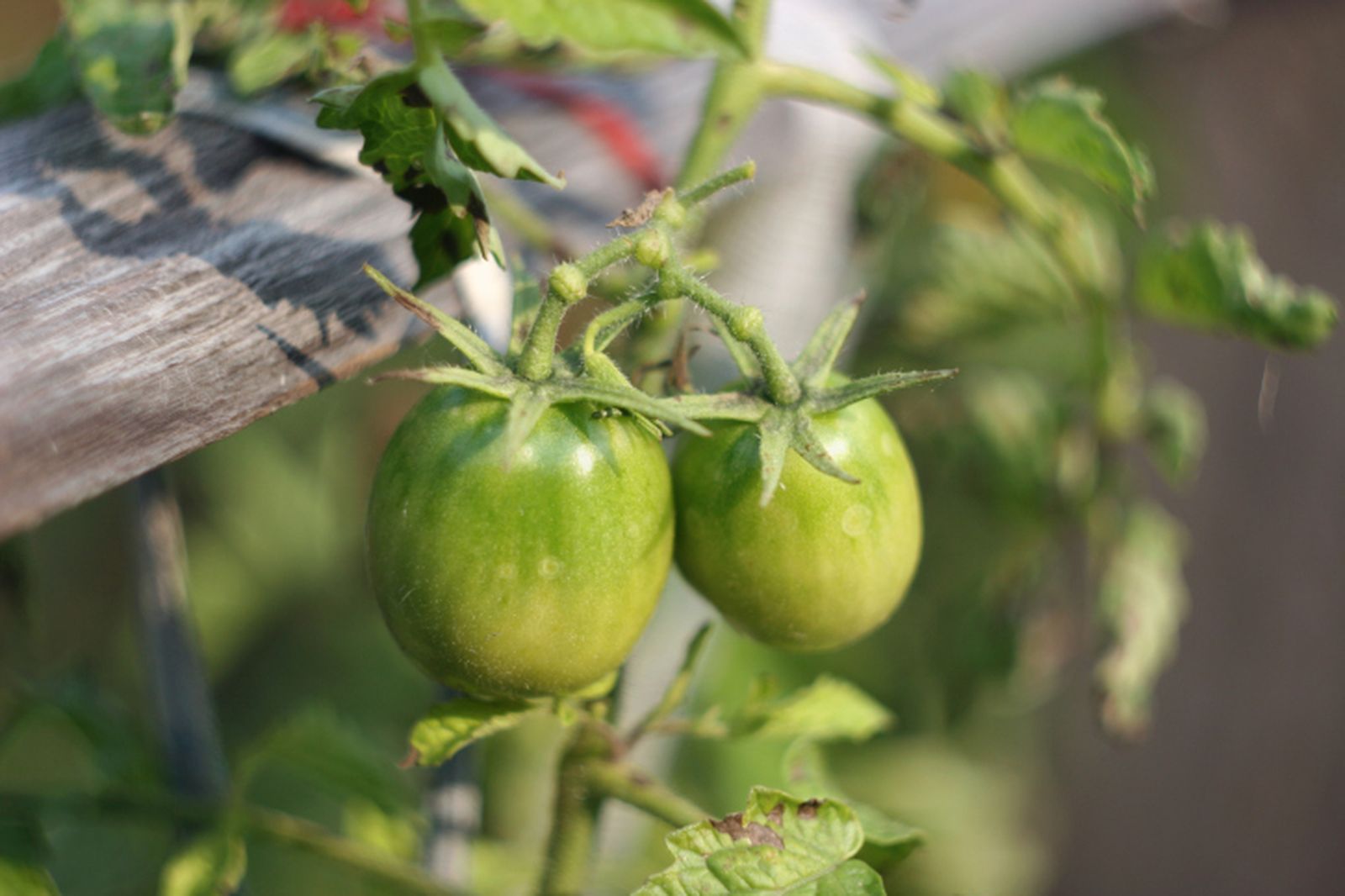Entutorar tomateras