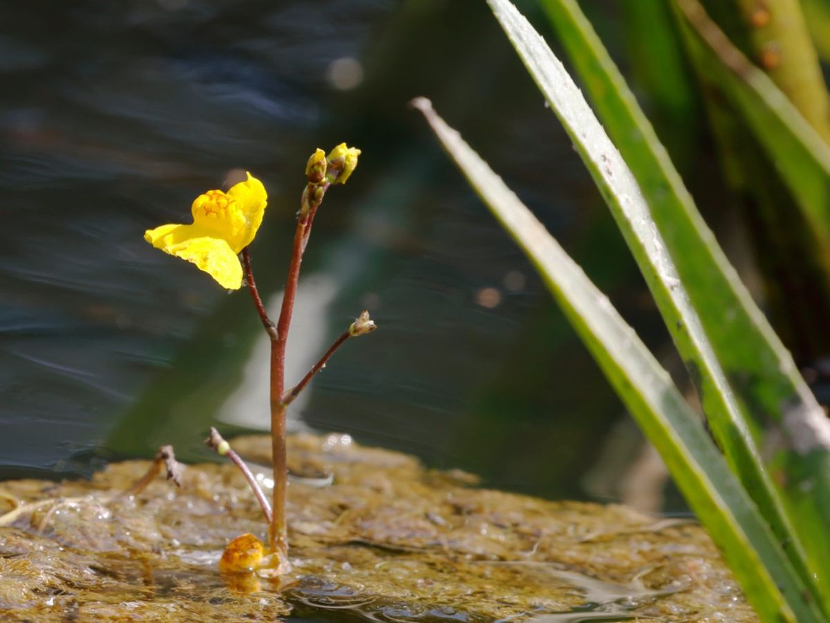 Utricularia vulgaris.