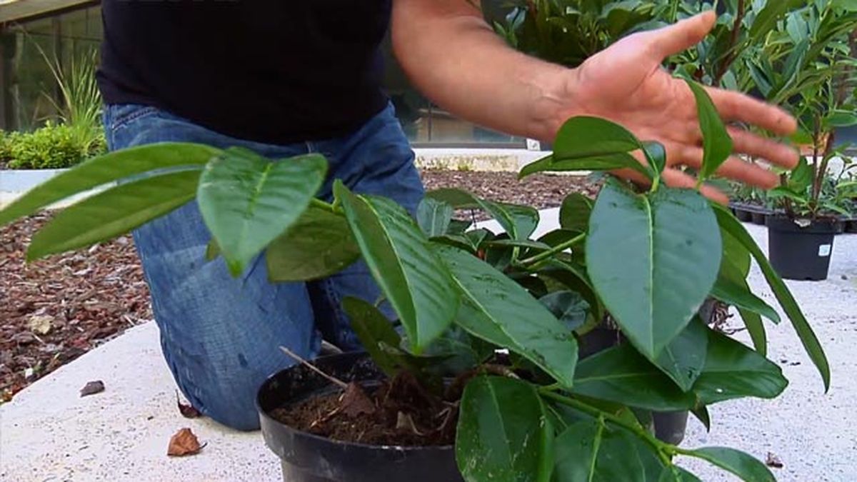 laurel cerezo Prunus laurocerasus Mount Vernon 854