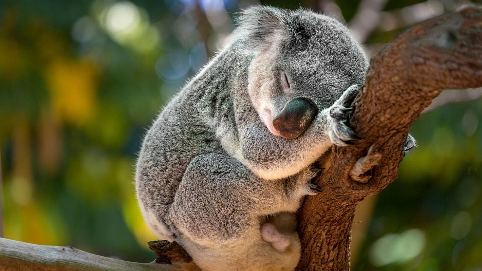 peliculas documentales sobre naturaleza netflix