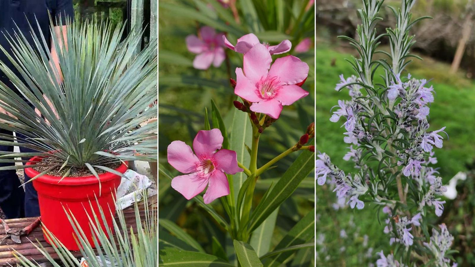 plantas resistentes al calor y al frio xl jardinatis