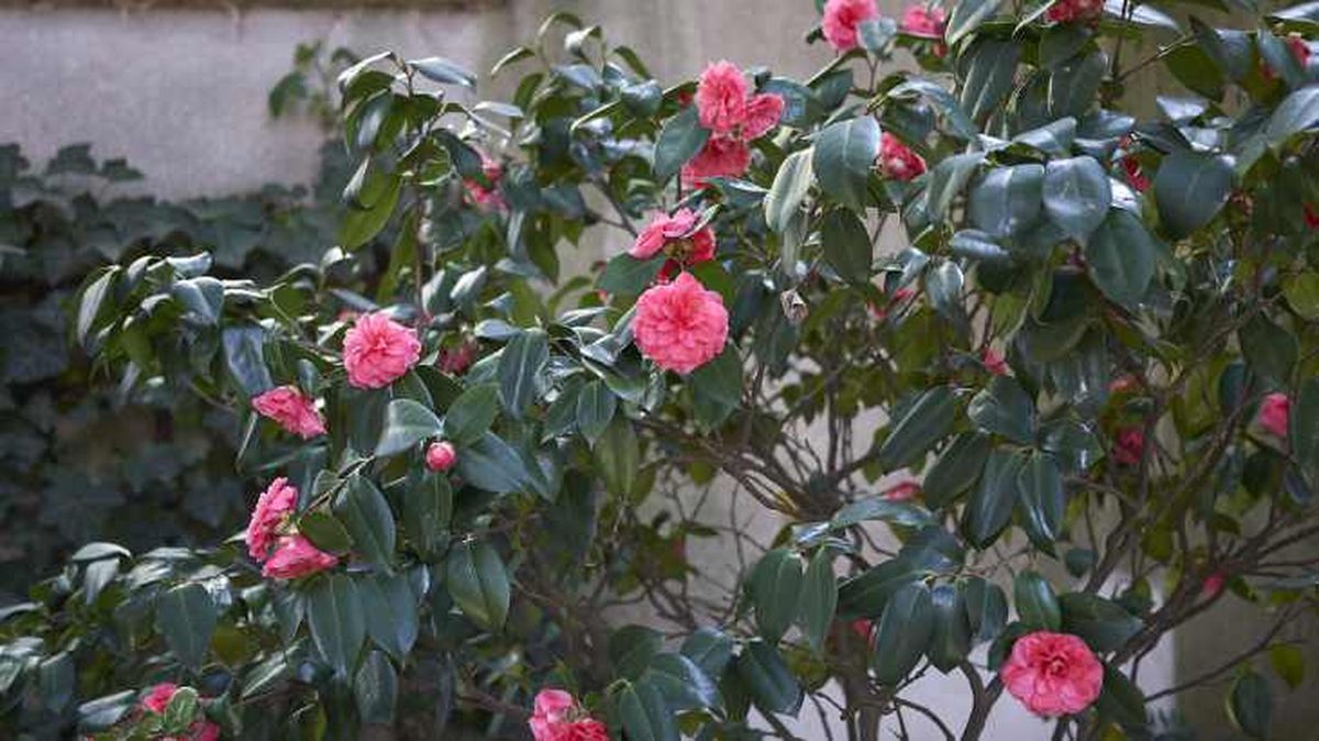 camelia sombra semisombra