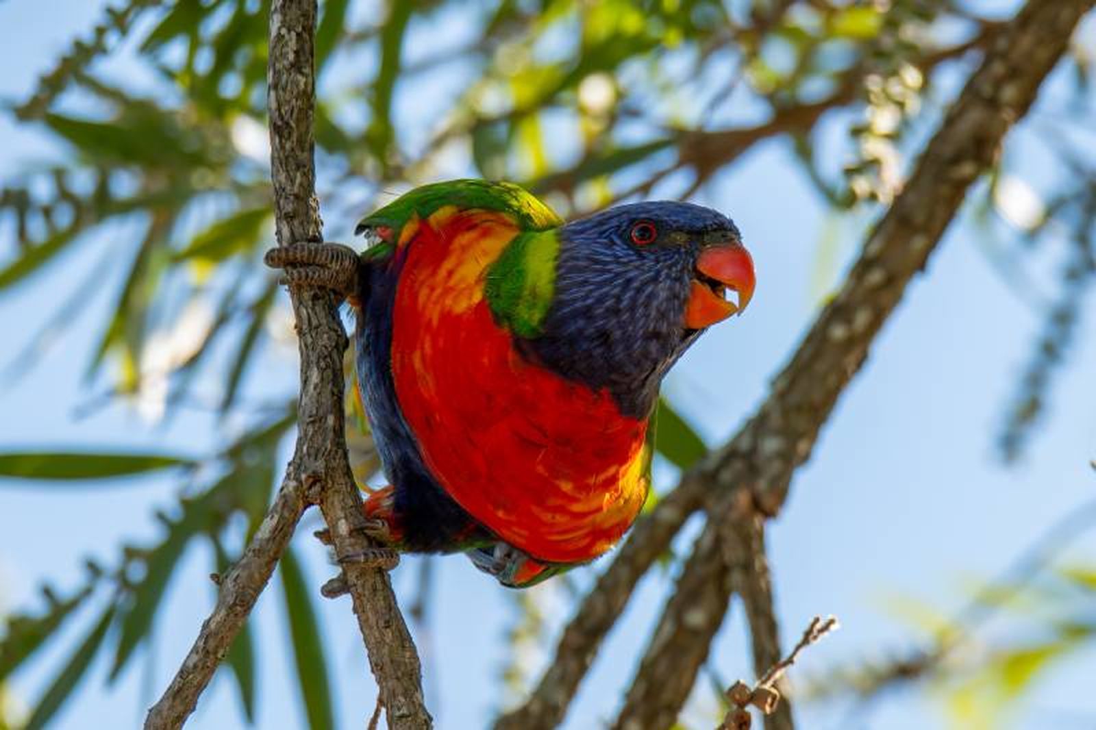 Esta especie de ave necesita una jaula amplia y espaciosa, donde pueda volar y moverse libremente. Esta especie de ave necesita una jaula amplia y espaciosa, donde pueda volar y moverse libremente.