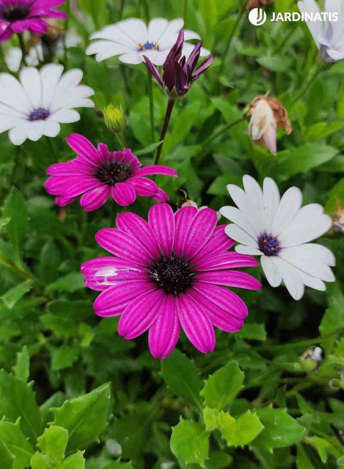 Flores de Caléndula del Cabo