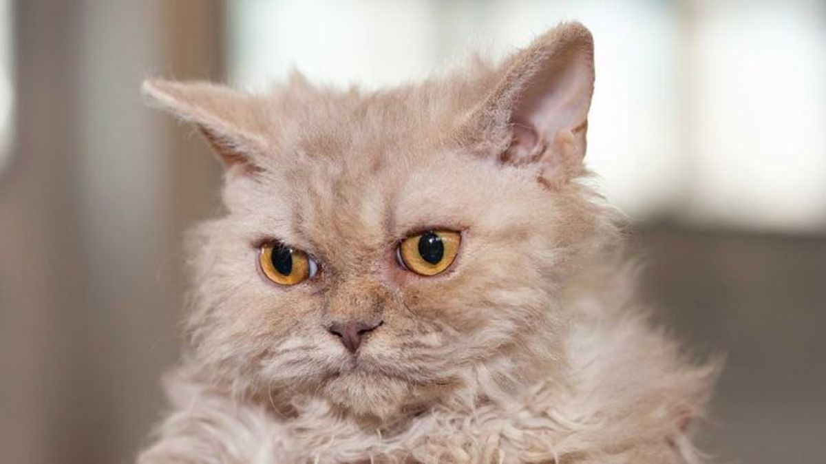 gatos mas grandes selkirk rex