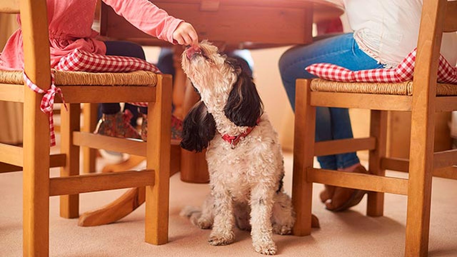 mascotas perros comida navidad mascotas perros comida navidad