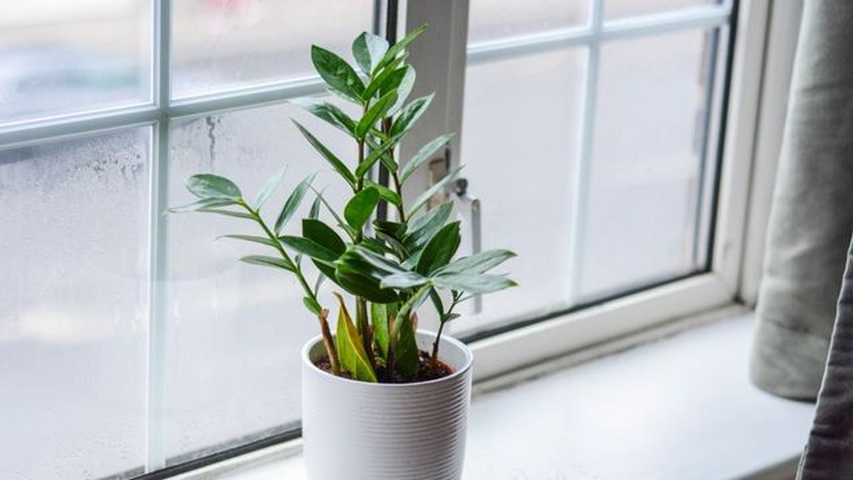 cuidados de la zamioculca luz