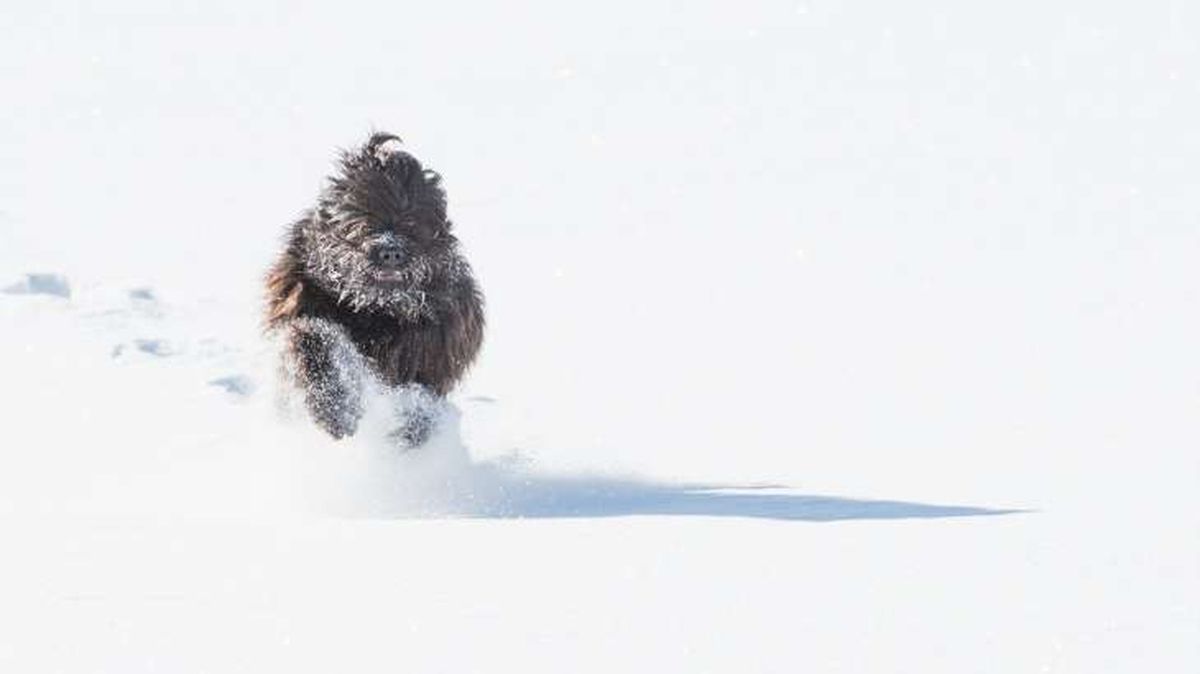 perro pastor de bergamo 5