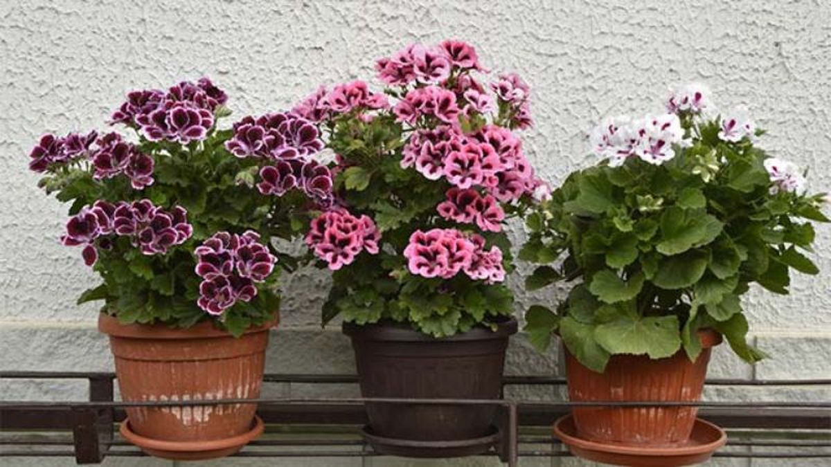 Pelargonium grandiflorum