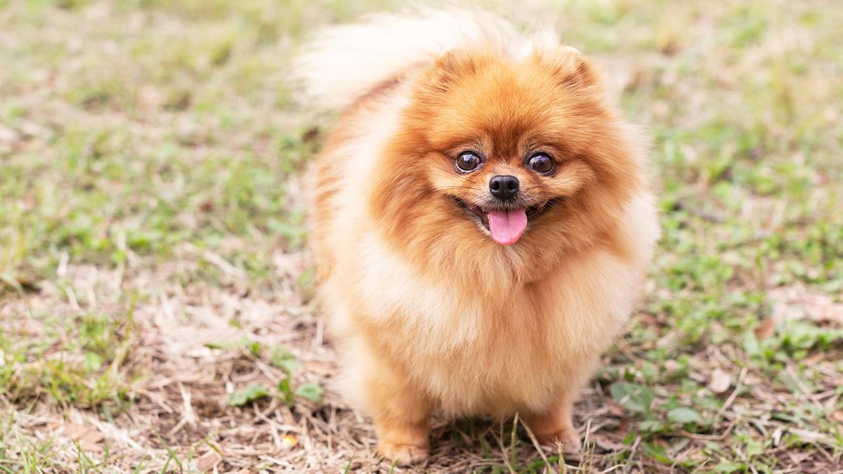 razas perros pequenos 8 pomerania